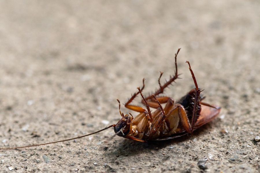 Signs of Pest Infestation